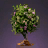 Hibiscus Sapling