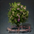 High Quality Hibiscus Sapling
