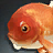 Phoenix Phish