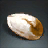 Mineral Archeum Tree Seed