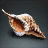 Fetid Conch